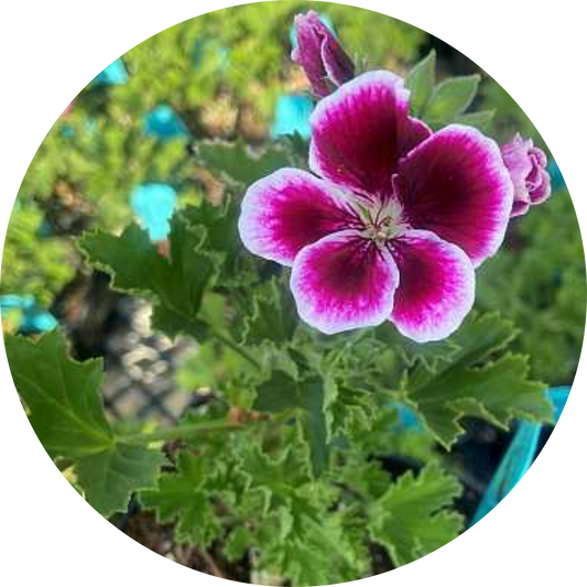 Aristo Black Beauty Geranium