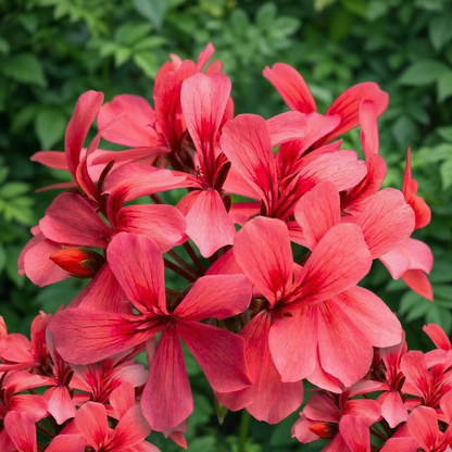 Caldera Salmon Interspecific Geranium
