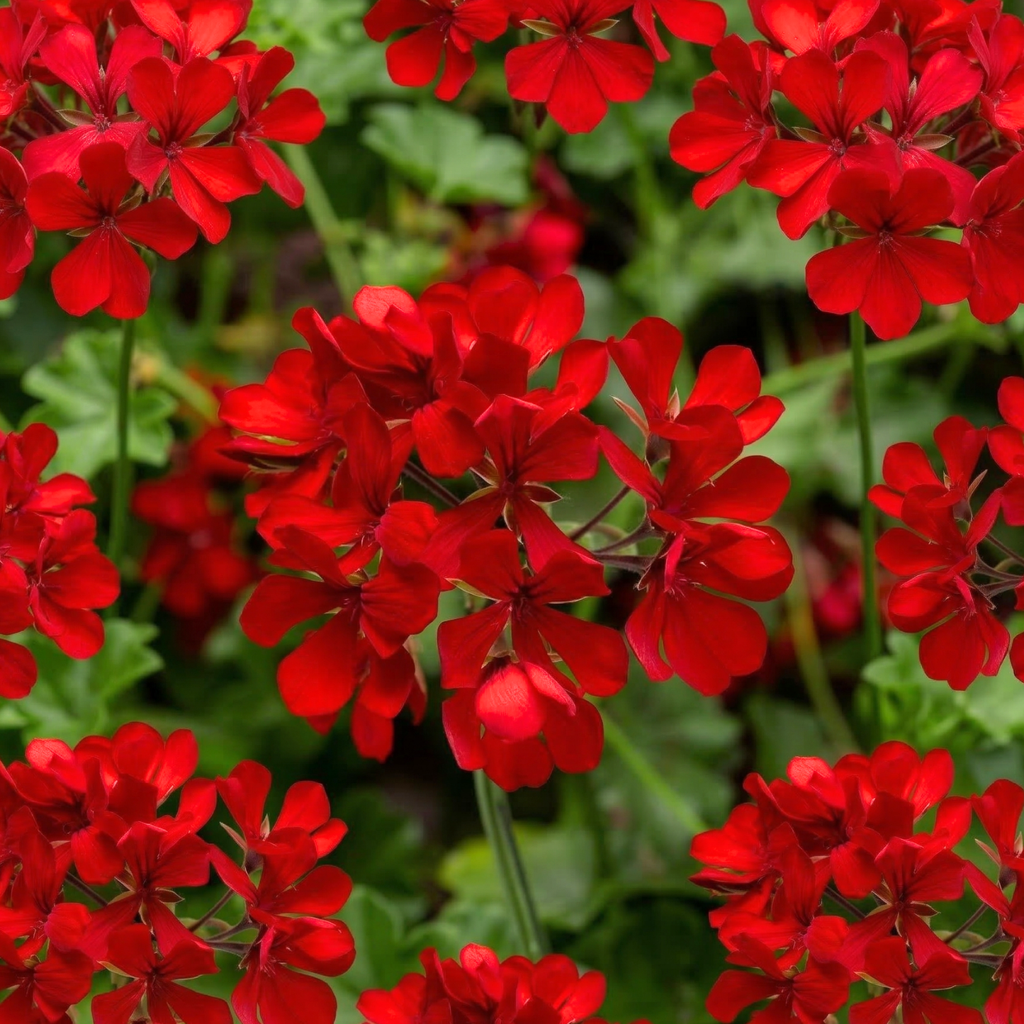 Cascade Dark Red Ivy Geranium