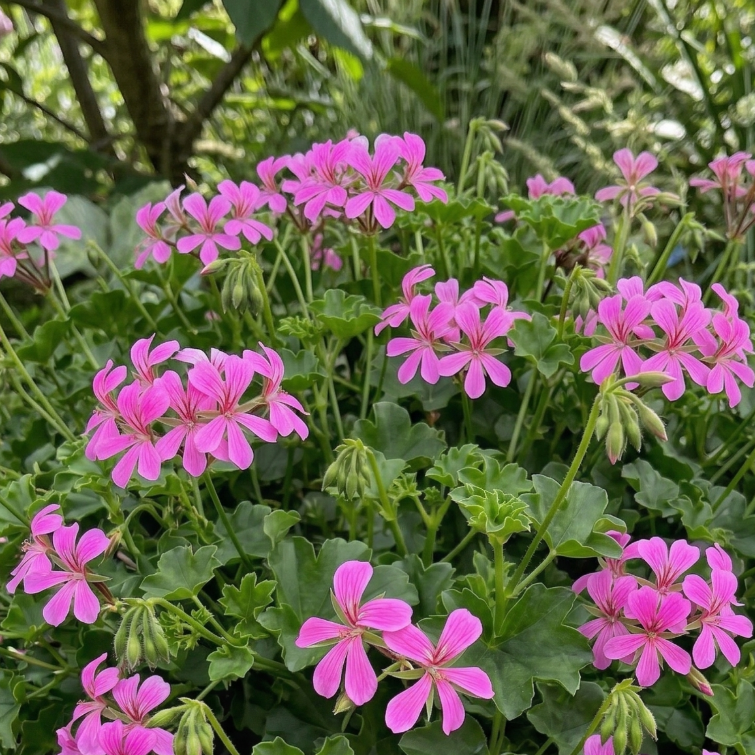 Cascade Ville de Paris Lilac Geranium - 4