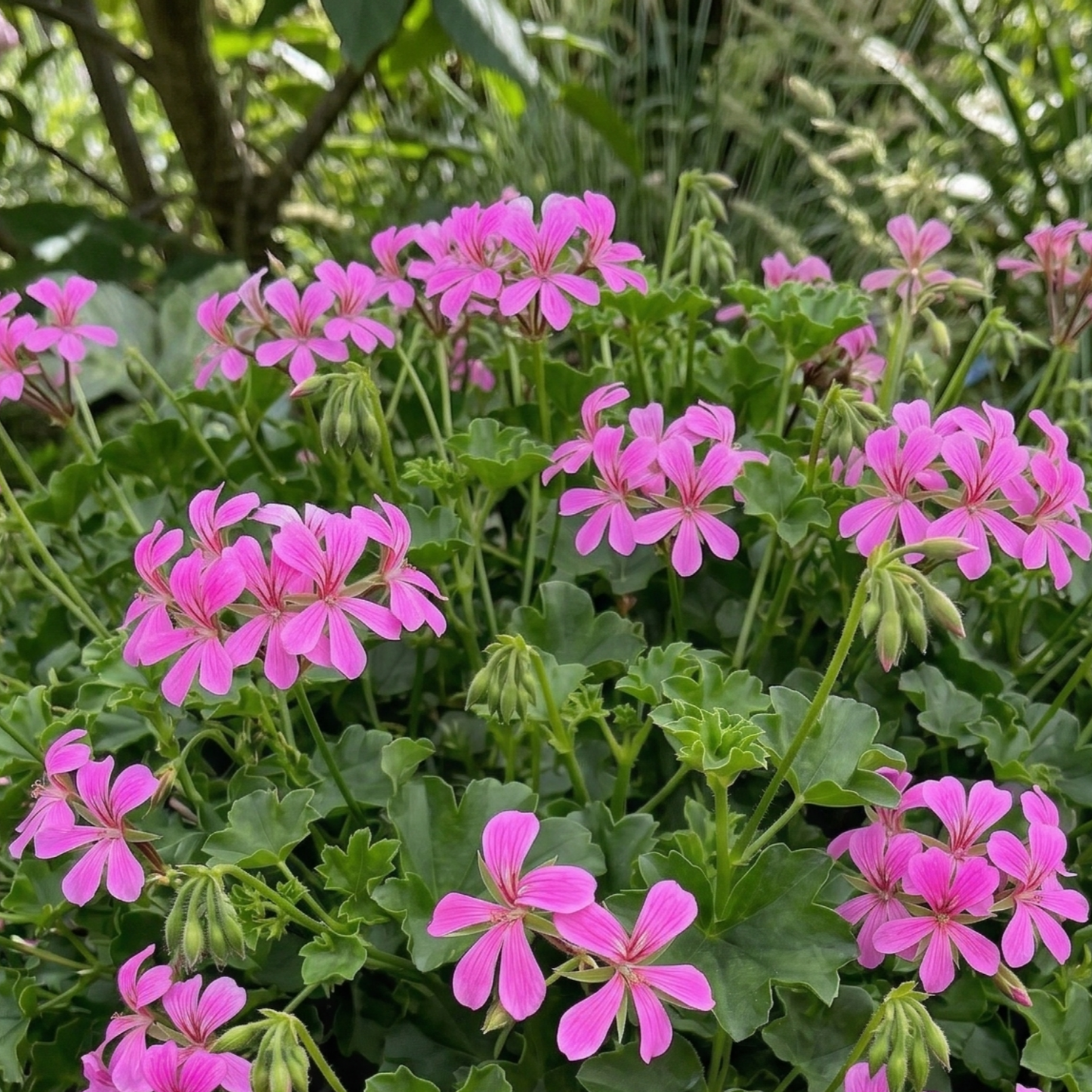 Cascade Ville de Paris Lilac Geranium