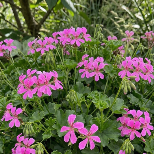 Cascade Ville de Paris Lilac Geranium