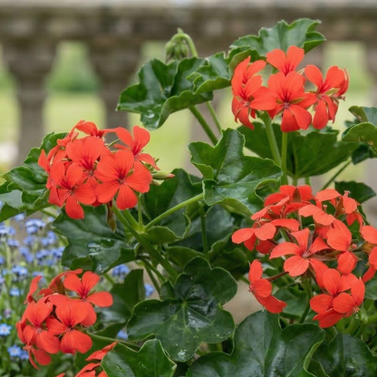 Cascade Ville de Paris Red Ivy Geranium