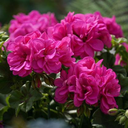 Blue Great Balls of Fire Ivy Geranium