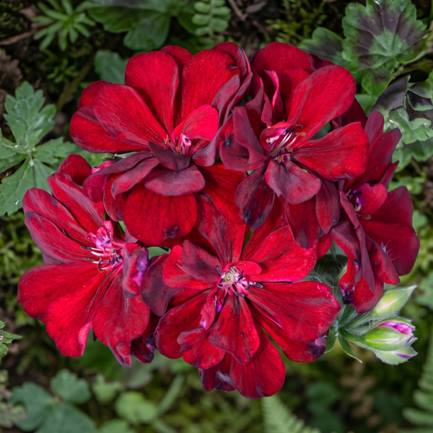 Great Balls of Fire Merlot Ivy Geranium