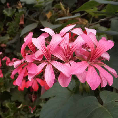 Sofie Cascade Ivy Geranium