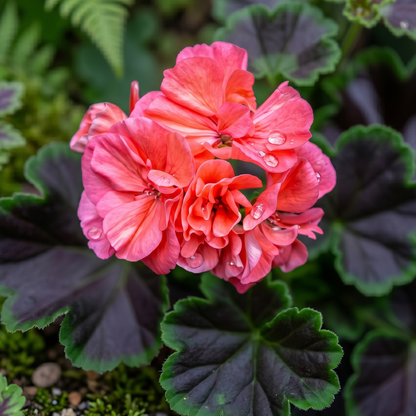 Brocade Salmon Night Fancy Leaf Geranium