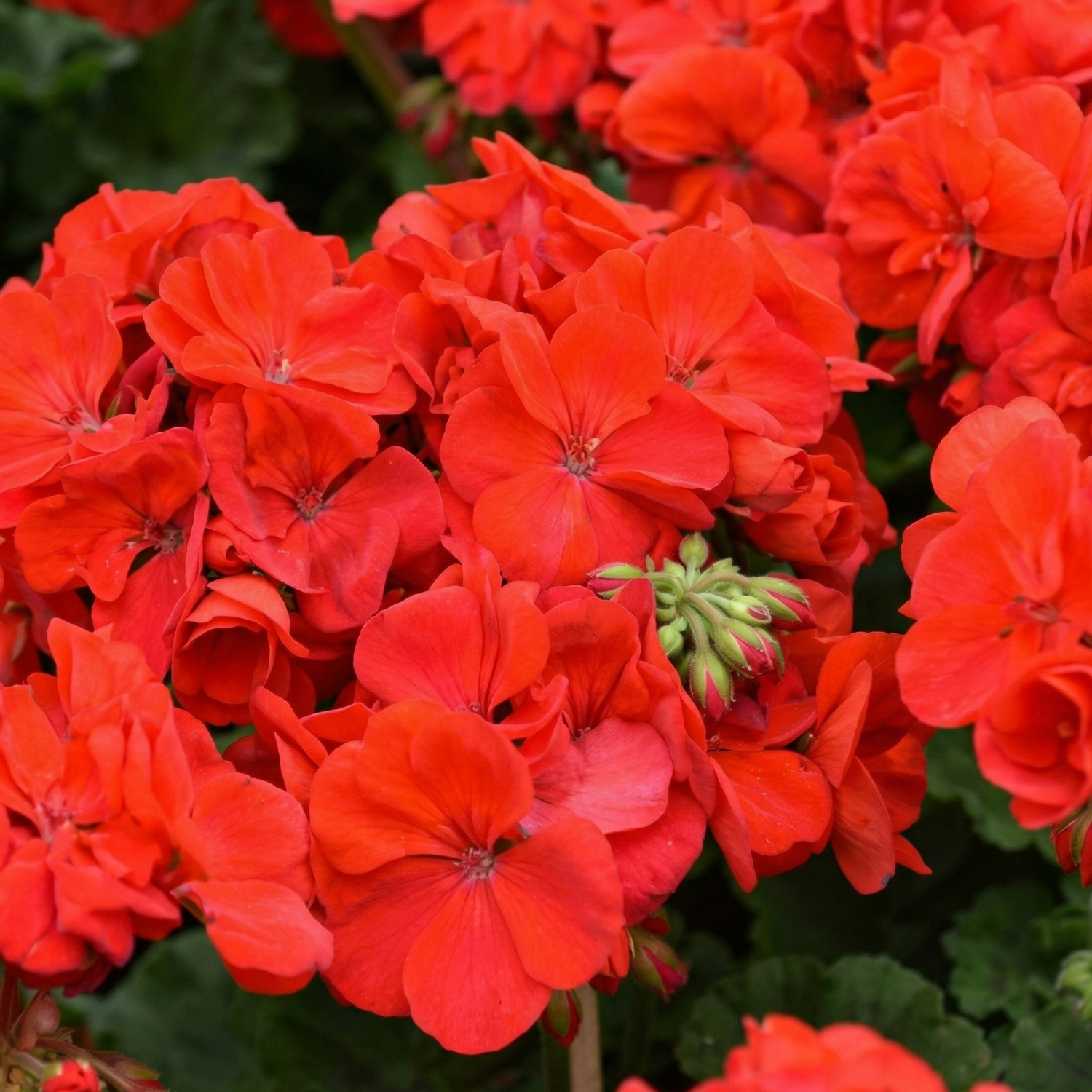 Patriot Bright Red Zonal Geranium - 4