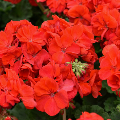 Patriot Bright Red Zonal Geranium