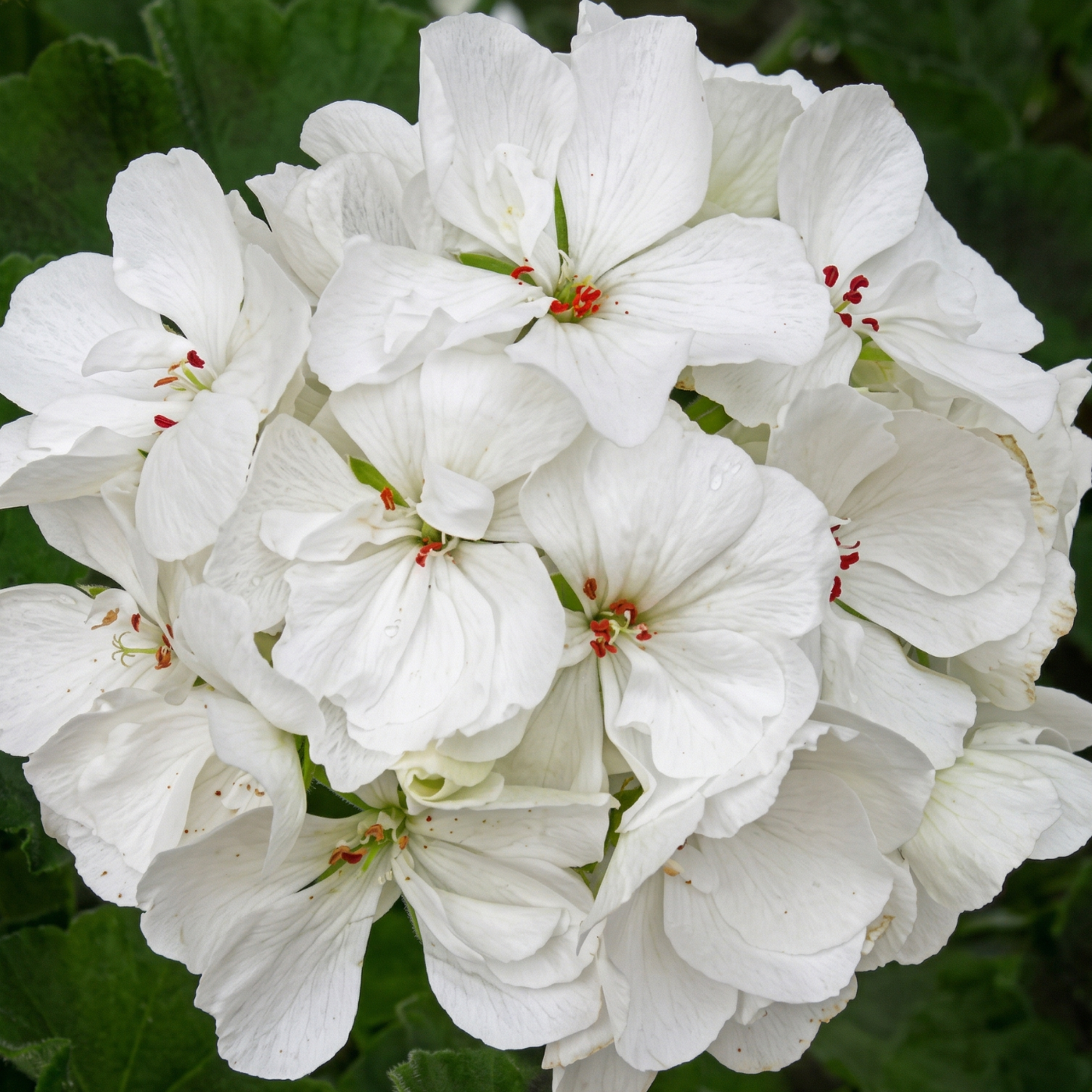 Patriot White Zonal Geranium