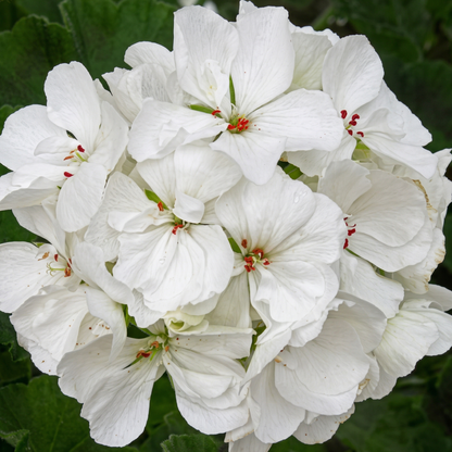 Patriot White Zonal Geranium
