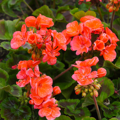 Rocky Mountain Orange Zonal Geranium