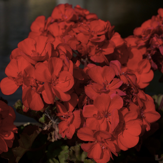 Tango Dark Red Geranium