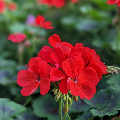 Tango Deep Red Geranium