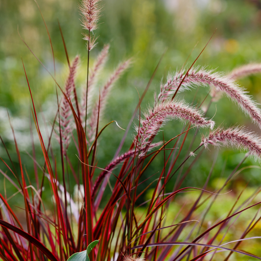 Fireworks Fountain Grass