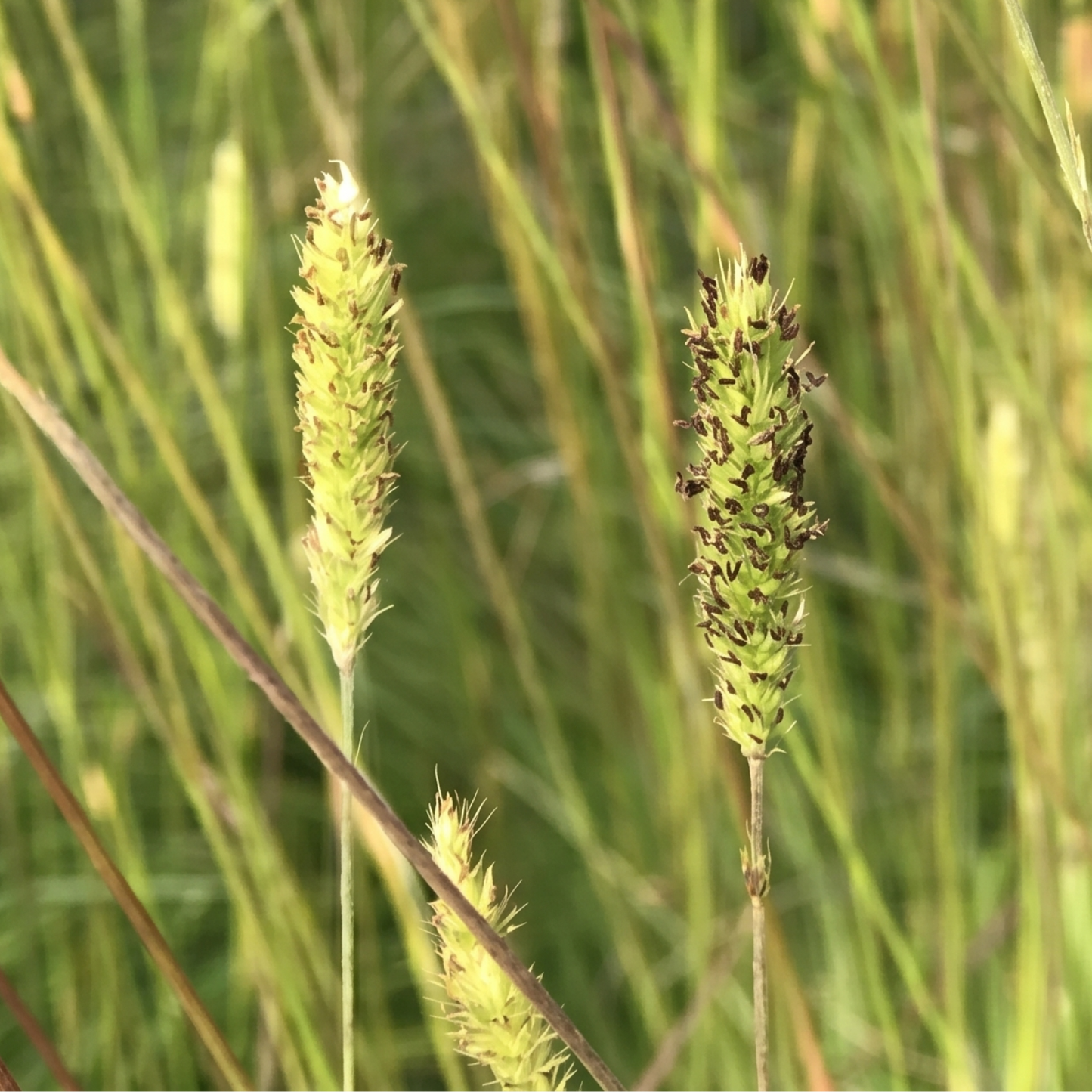 Meadow Fountain Grass