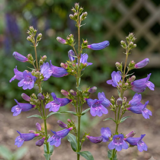 Catherine de la Mare Penstemon