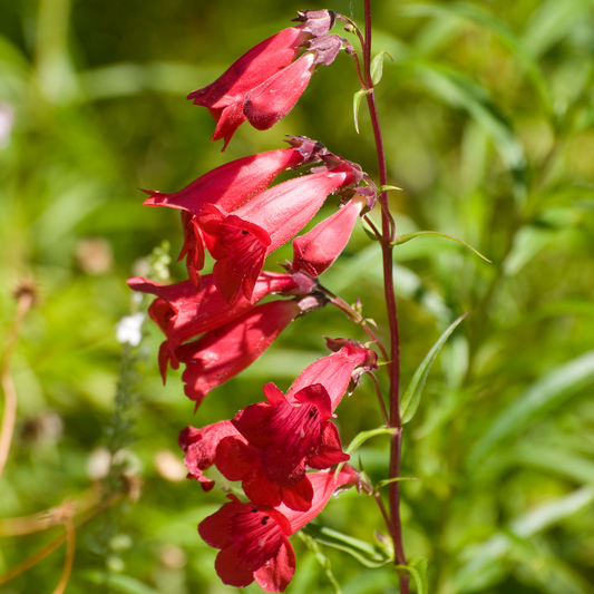 Firebird Penstemon