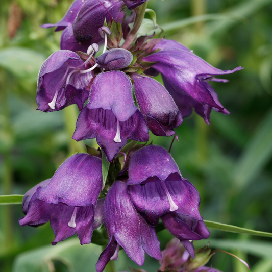 Midnight Penstemon