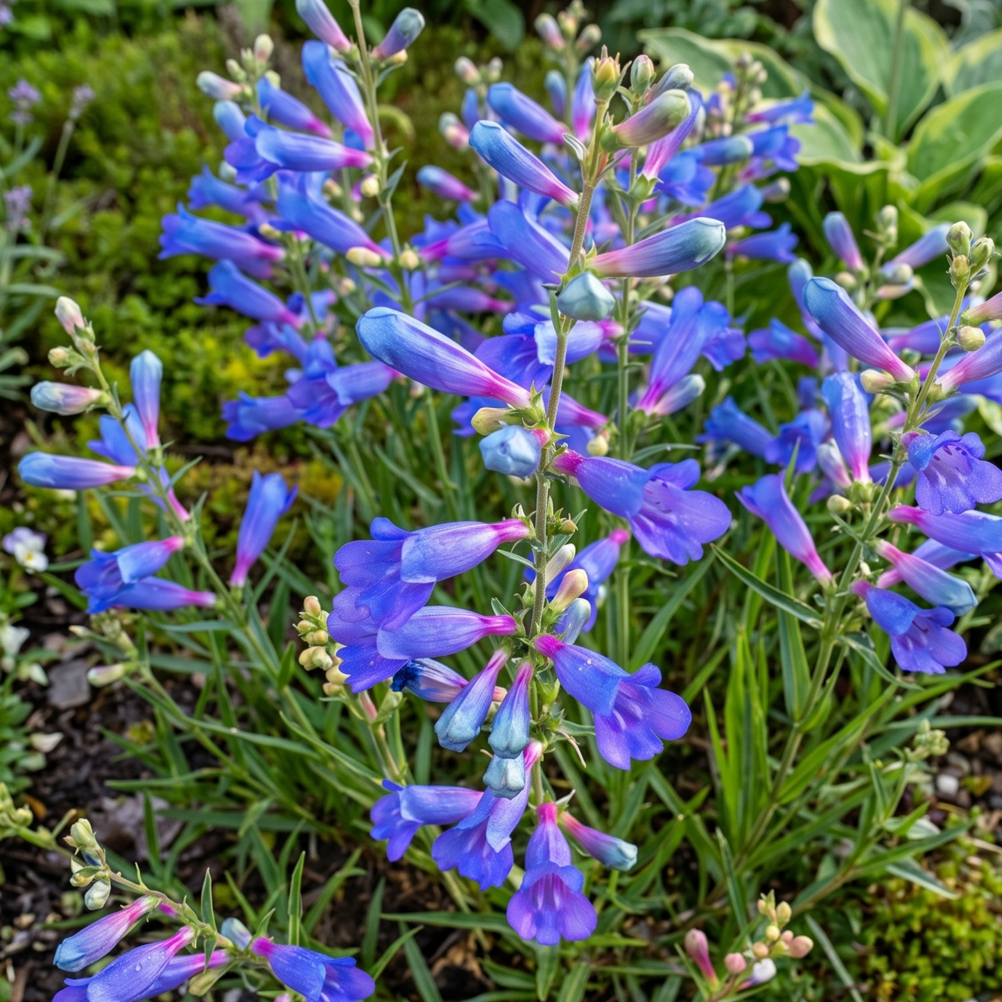 Electric Blue Foothill Penstemon