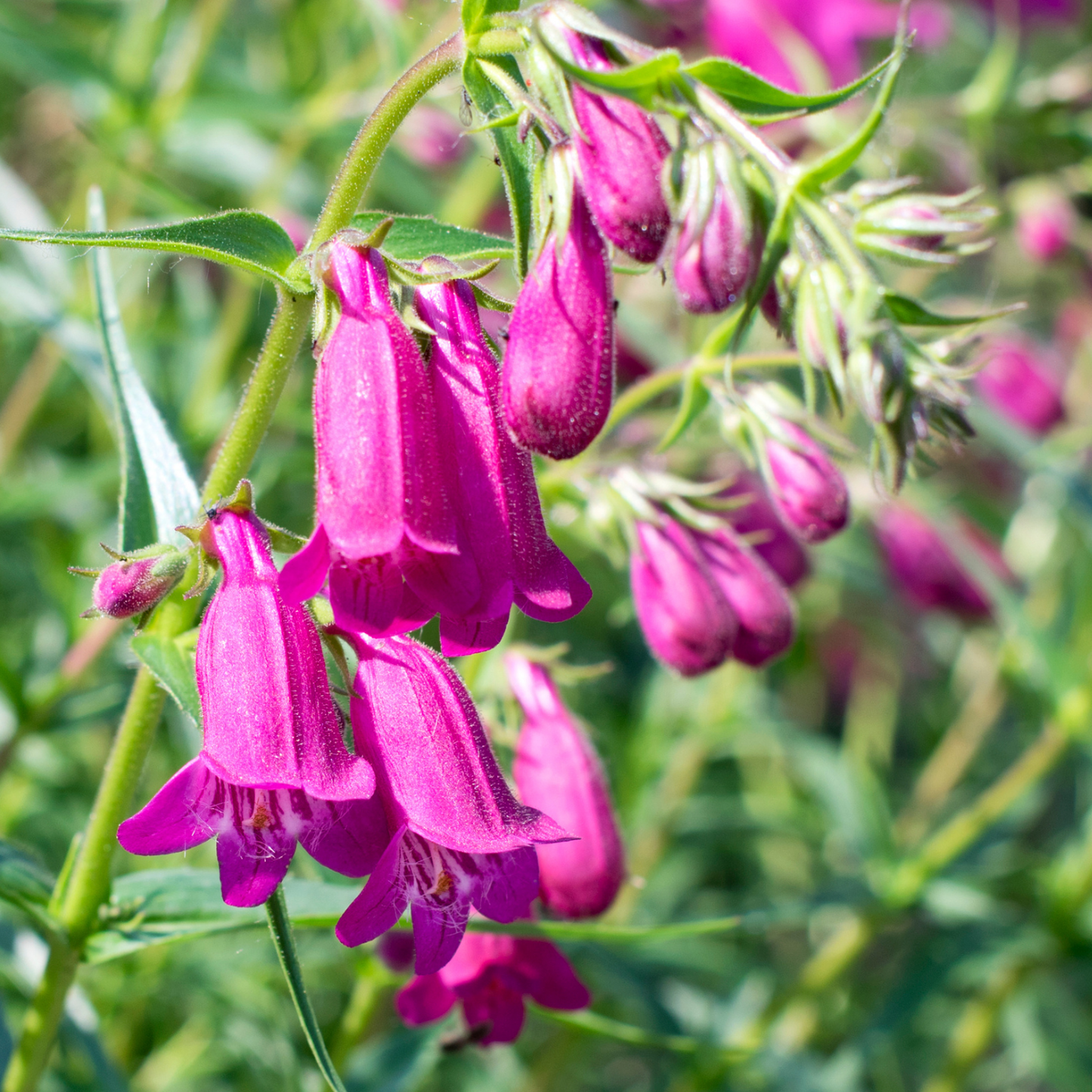 Red Rocks Penstemon