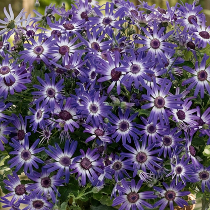 Primavera Blueberry Pericallis