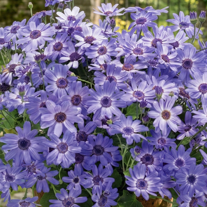Primavera Denim Pericallis