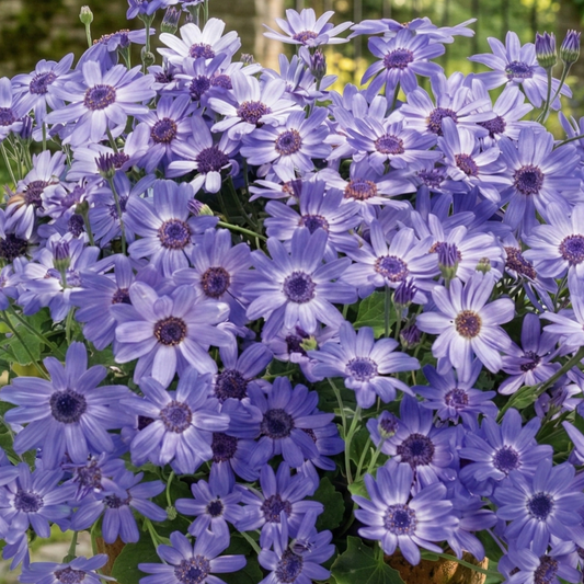 Primavera Denim Pericallis