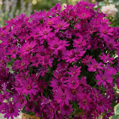 Primavera Fuchsia Pericallis