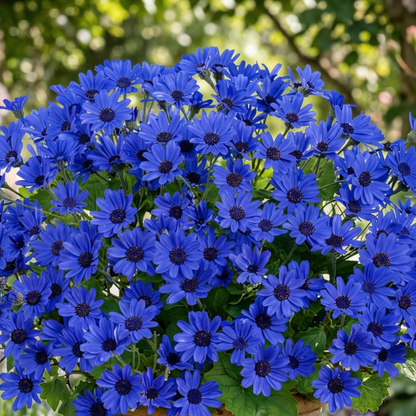 Primavera Navy Blue Pericallis