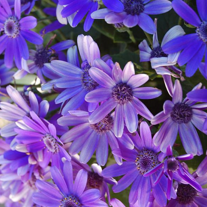 Senetti Baby True Blue Pericallis