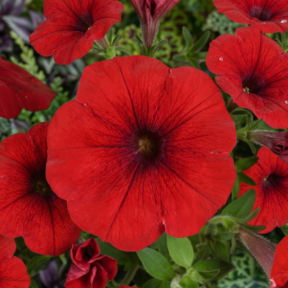 Cascadias Chili Red Petunia