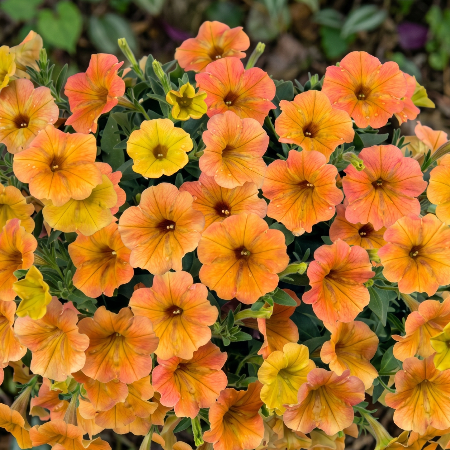 Cascadias Indian Summer Petunia