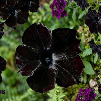 Crazytunia Black Mamba Petunia