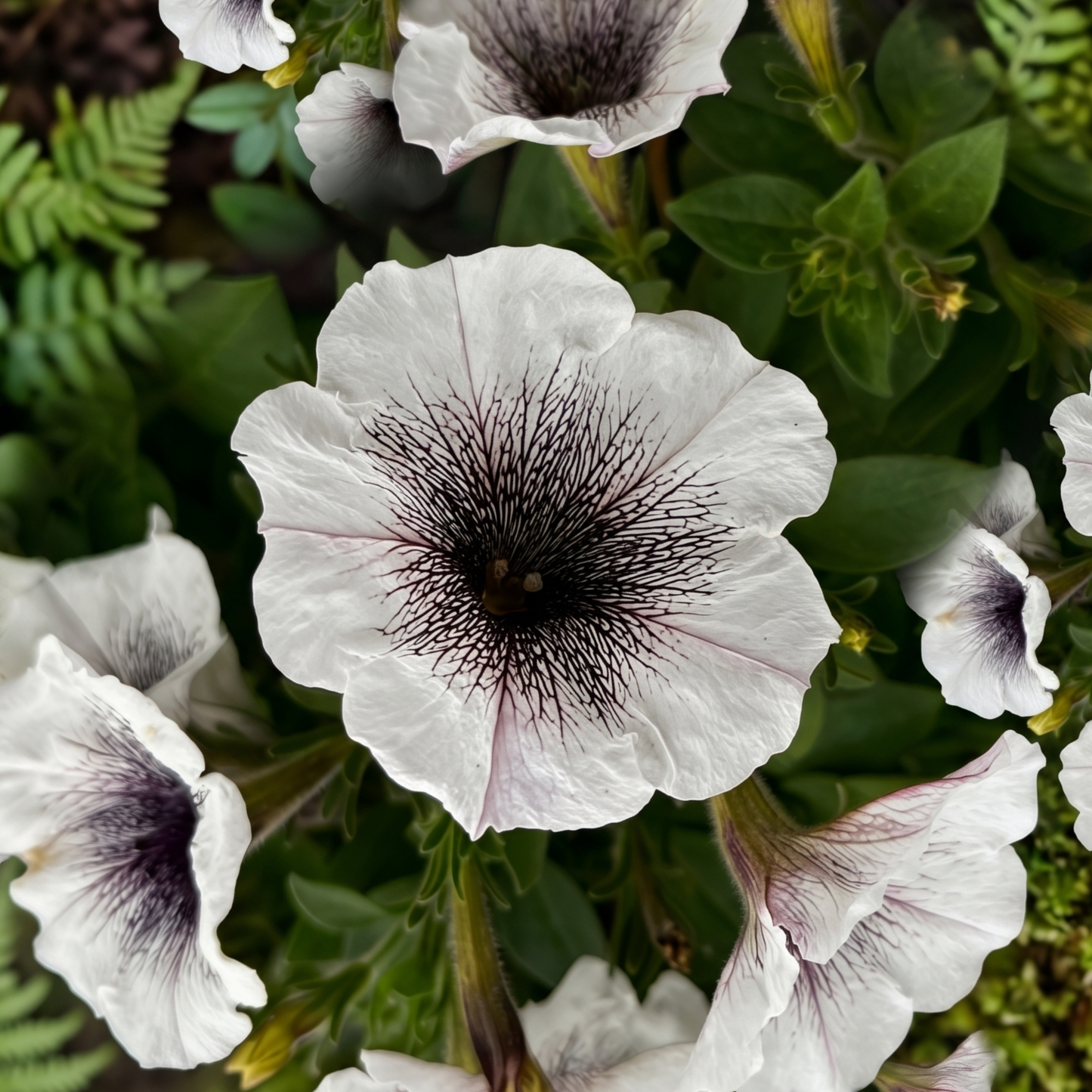 Crazytunia Black & White Petunia
