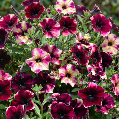 Crazytunia Blackberry Cheesecake Petunia