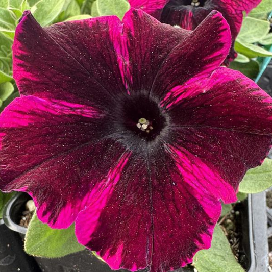 Crazytunia Cosmic Purple Petunia