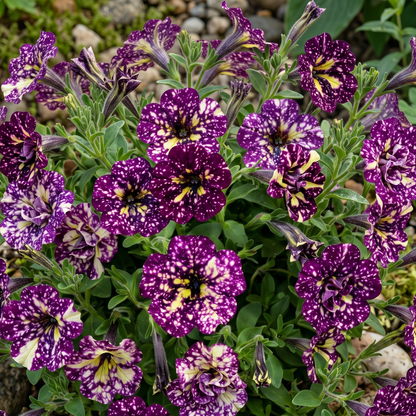 Splash Dance Magenta Mambo Petunia