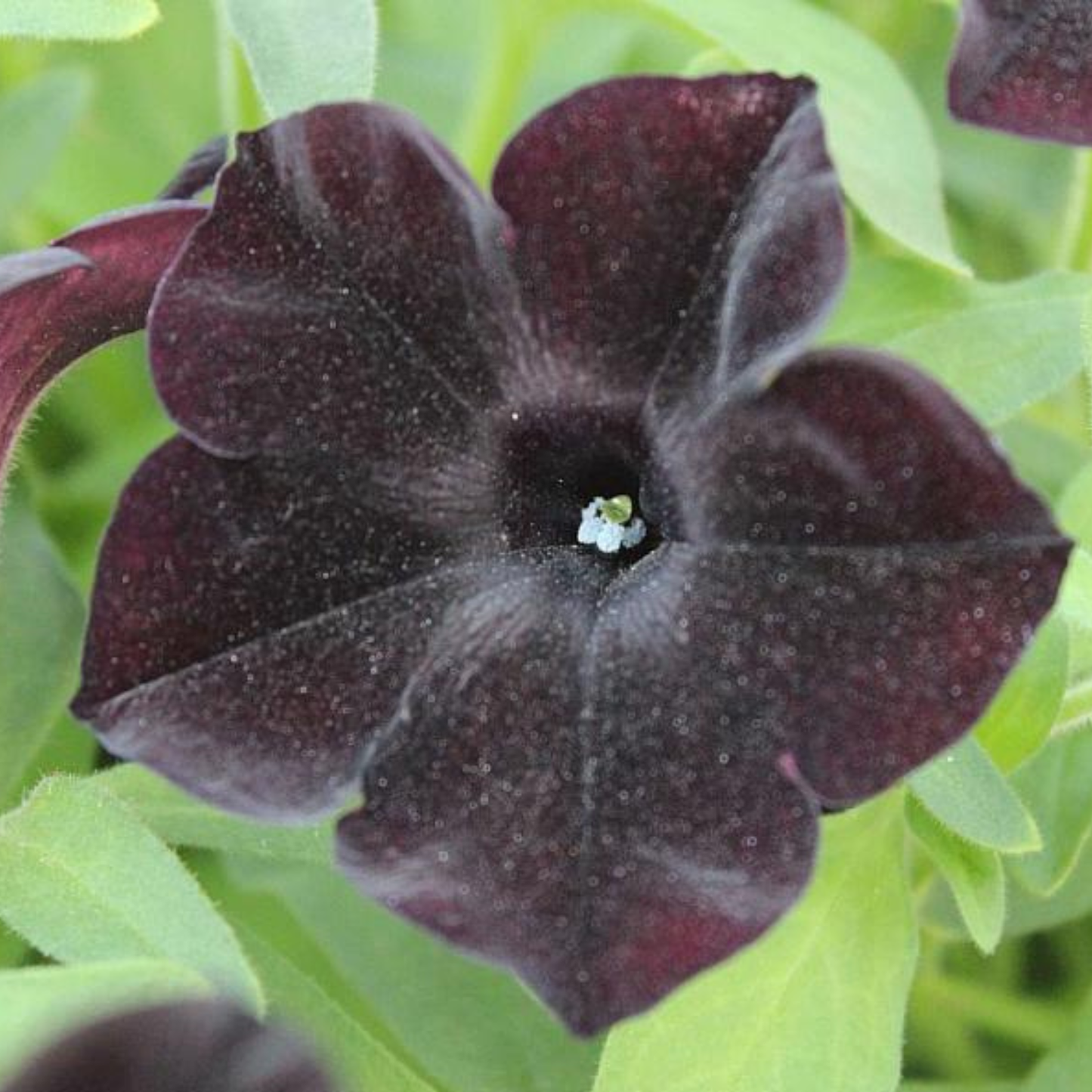 Black Ray Petunia