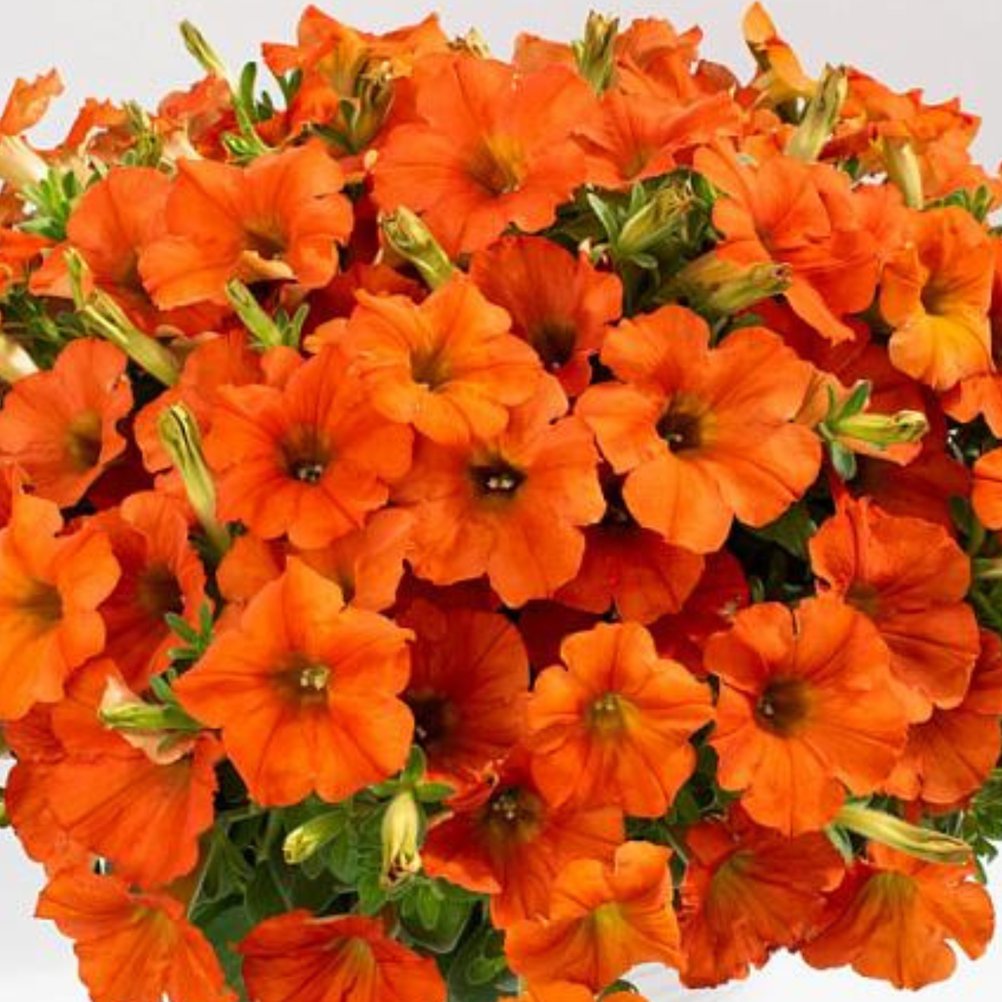 Inferno The Orange! Petunia