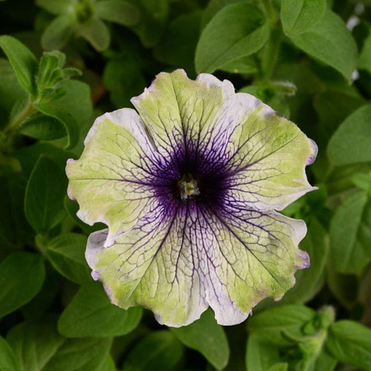 Amazonas Plum Cockatoo Petunia