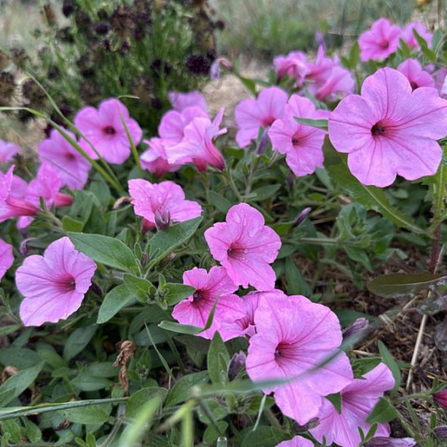 Dekko Maxx Pink Petunia