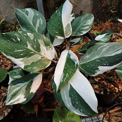 White Knight Philodendron