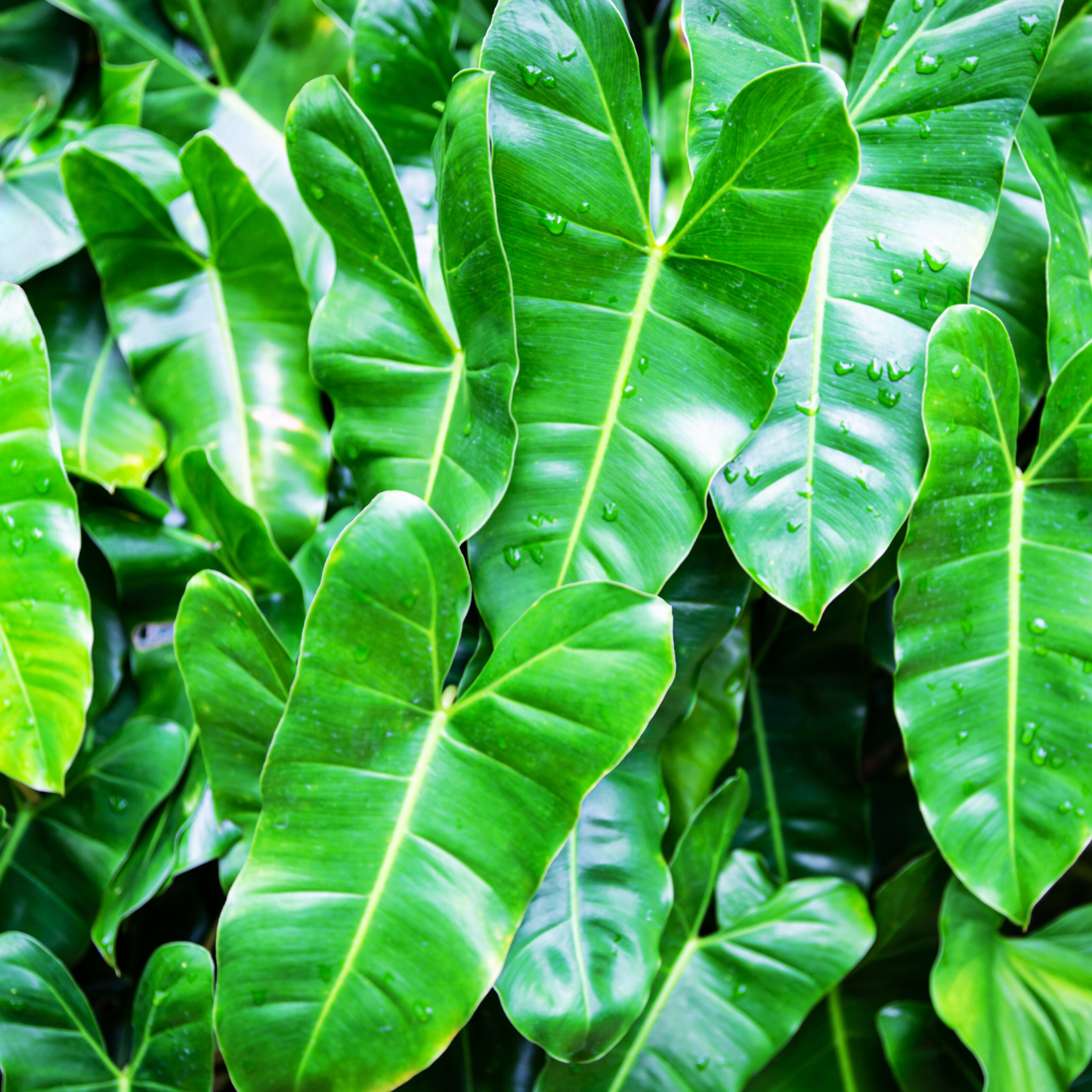 Red Back Philodendron
