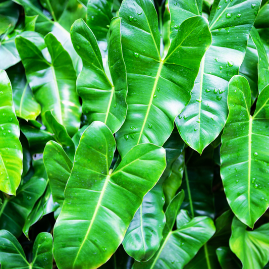 Red Back Philodendron