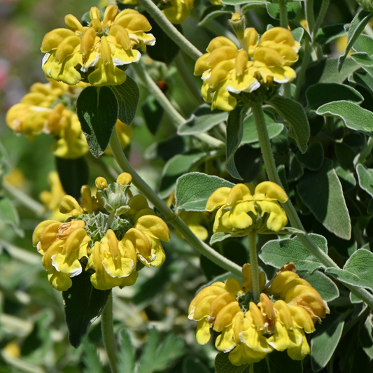 Jerusalem Sage