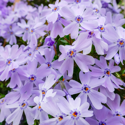 Emerald Cushion Blue Creeping Phlox