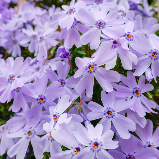 Emerald Cushion Blue Creeping Phlox