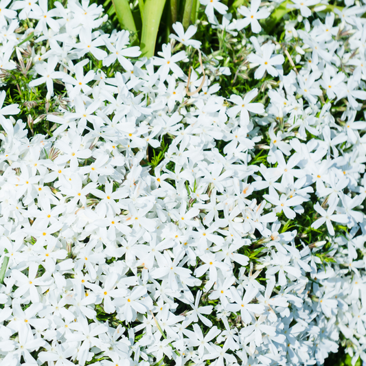 Snowflake Phlox