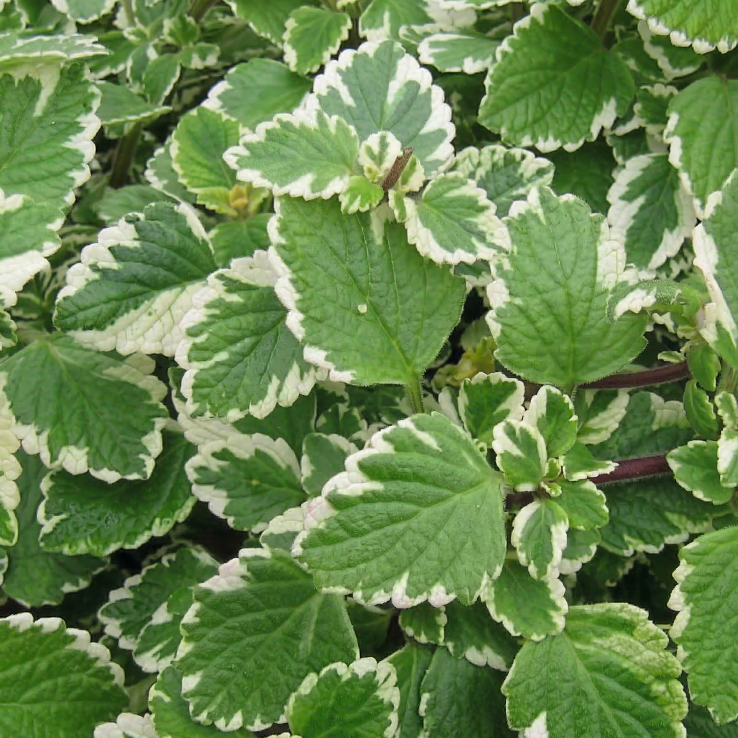Variegated Swedish Ivy Plectranthus